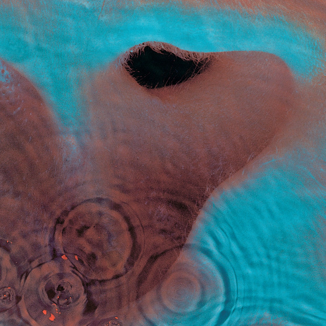 Pink Floyd Meddle Album Cover